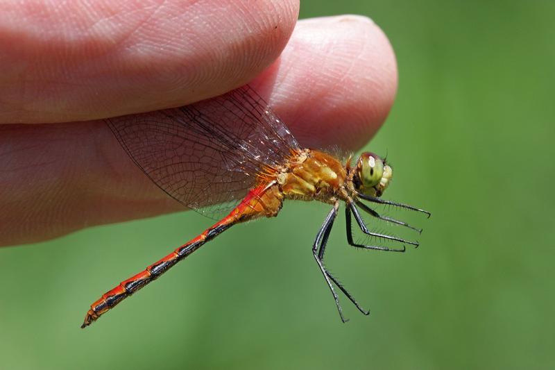 Photo of White-faced Meadowhawk