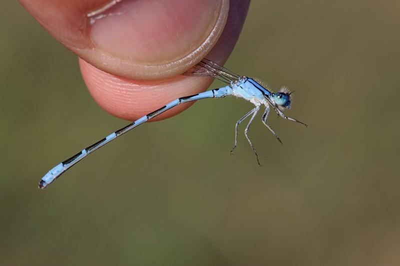 Photo of Tule Bluet