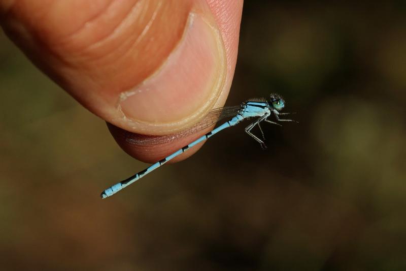 Photo of Hagen's Bluet