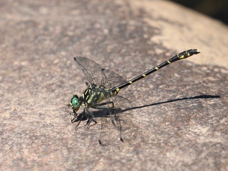 Photo of Eastern Least Clubtail