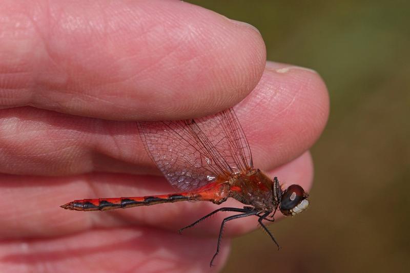 Photo of White-faced Meadowhawk