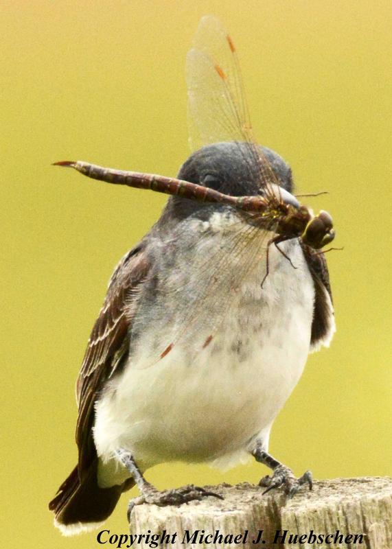 Photo of Shadow Darner