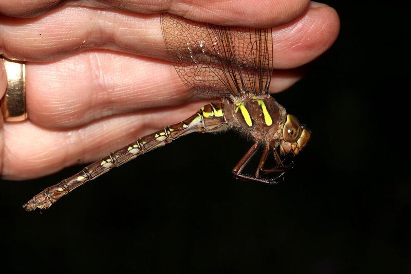 Photo of Shadow Darner