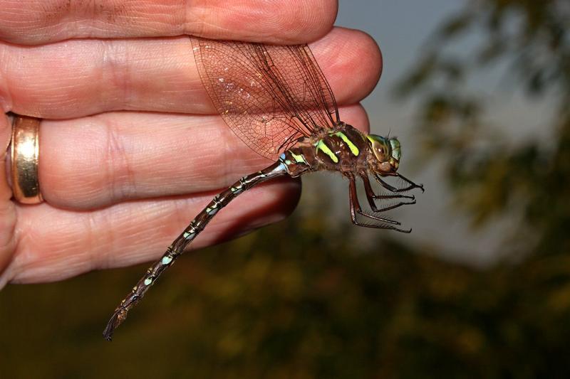 Photo of Shadow Darner