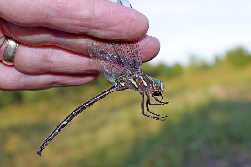 Photo of Shadow Darner