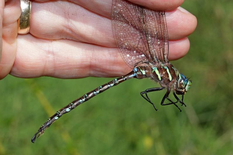 Photo of Shadow Darner