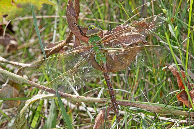 Photo of Common Green Darner