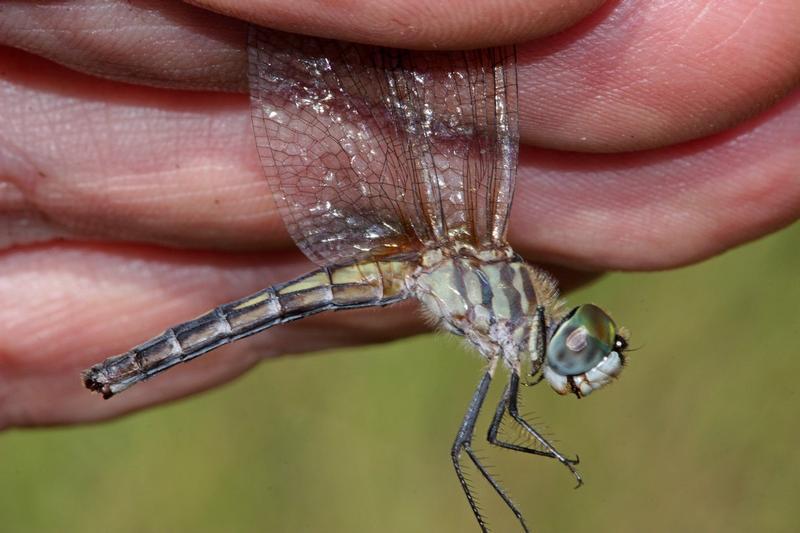 Photo of Blue Dasher