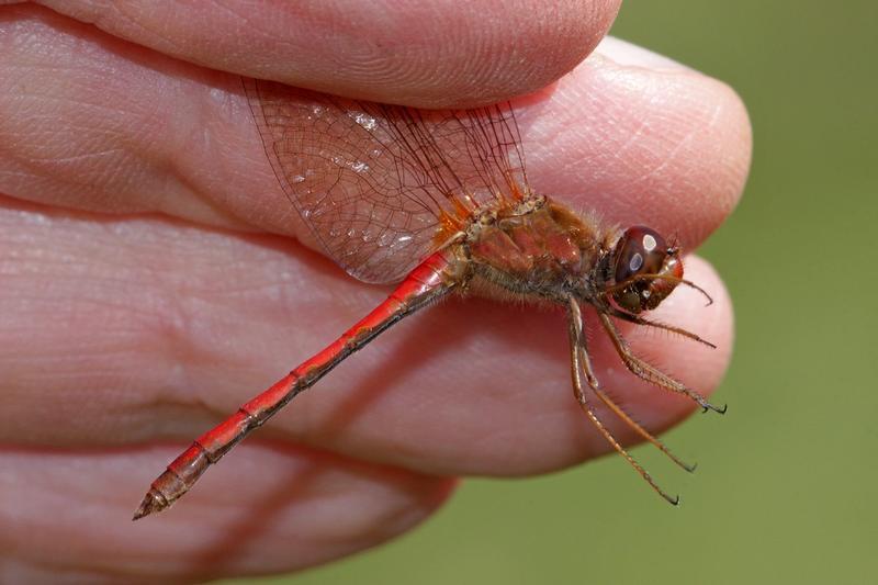 Photo of Autumn Meadowhawk