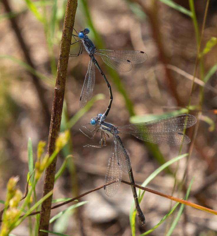Photo of Sweetflag Spreadwing