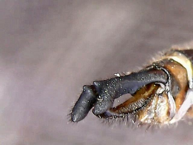 Photo of Beaverpond Baskettail