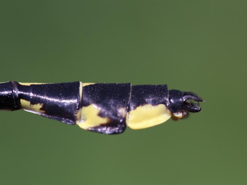 Photo of Midland Clubtail