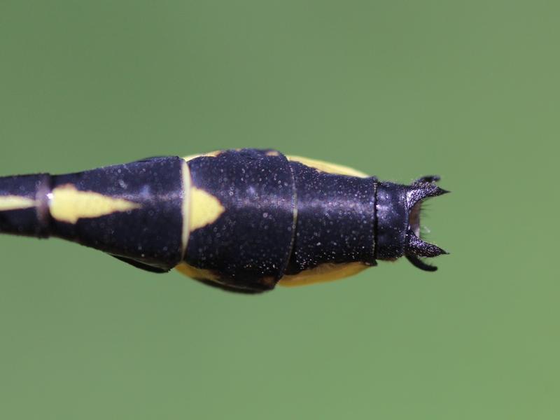 Photo of Midland Clubtail