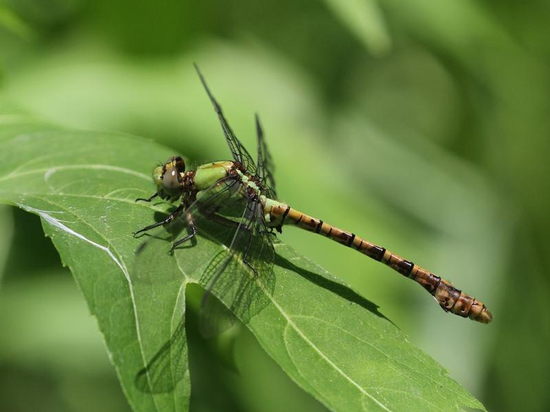 Photo of Rusty Snaketail