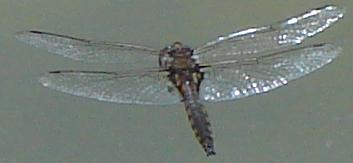 Photo of Common Baskettail