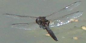 Photo of Common Baskettail