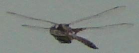 Photo of Common Baskettail