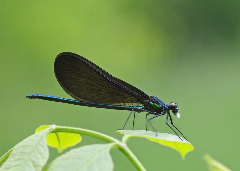 Photo of Ebony Jewelwing