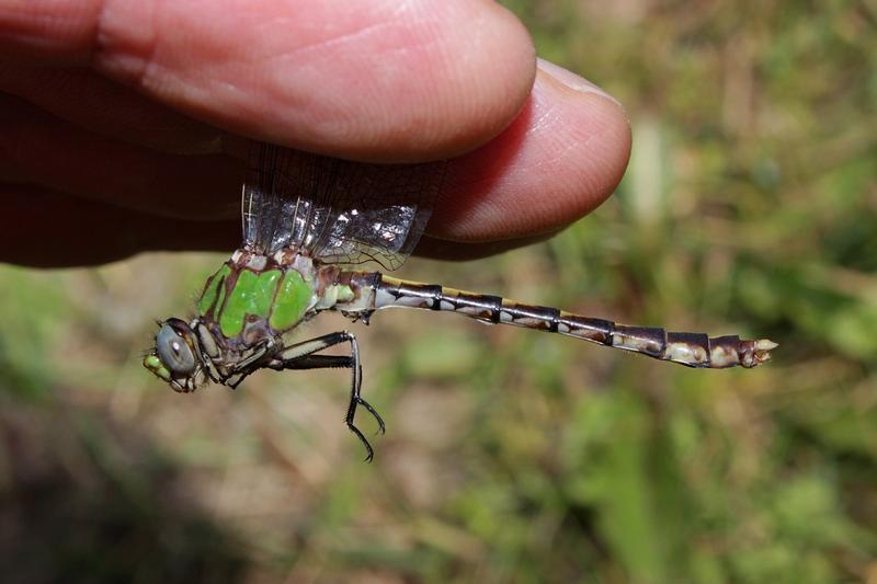 Photo of Sioux Snaketail