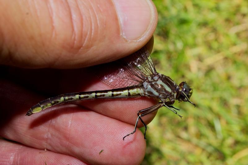 Photo of Ashy Clubtail