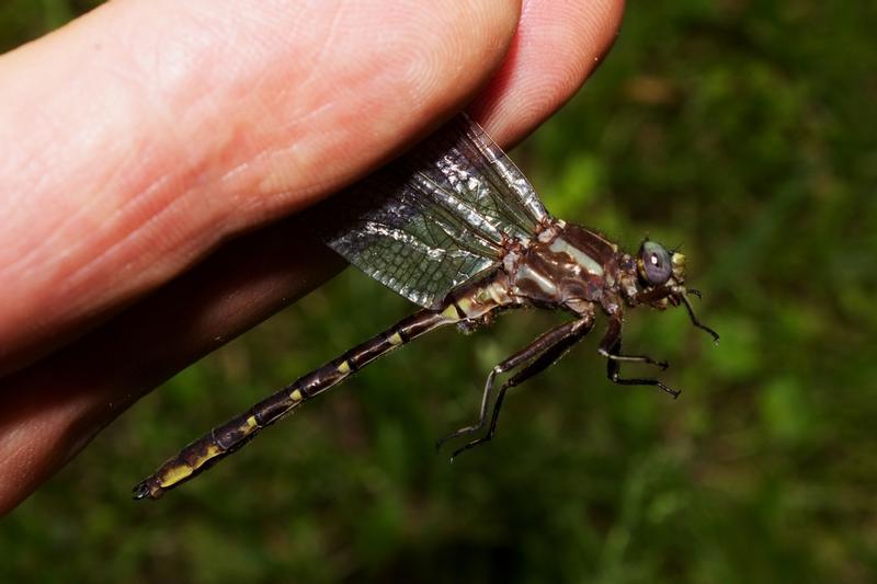 Photo of Ashy Clubtail