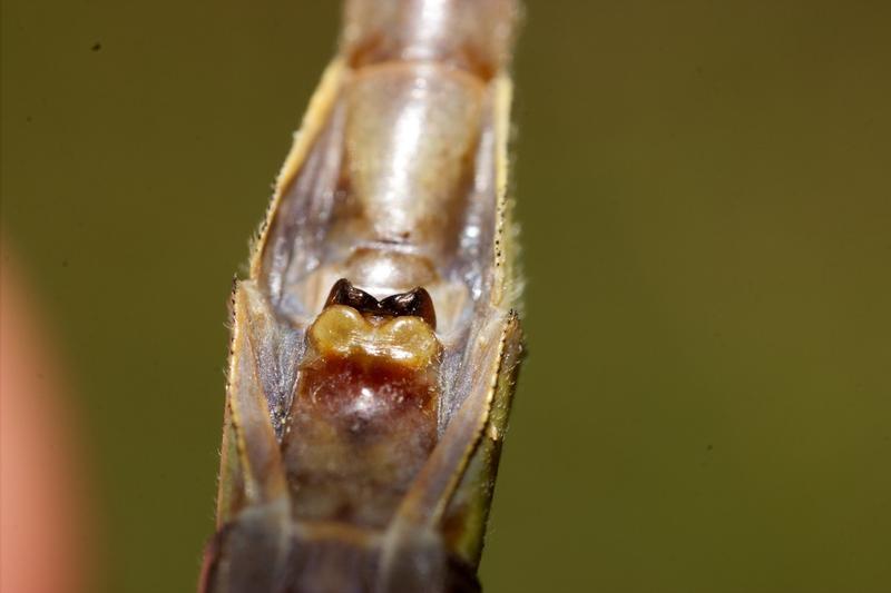 Photo of Ashy Clubtail