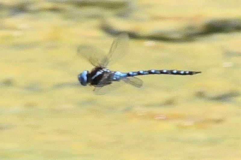 Photo of Spatterdock Darner