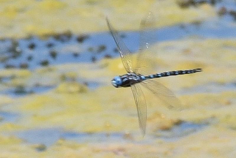 Photo of Spatterdock Darner