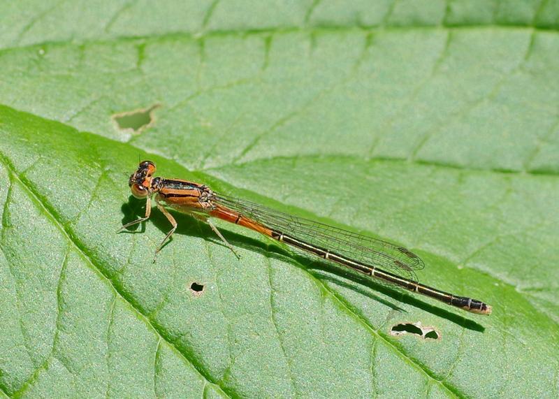 Photo of Eastern Forktail