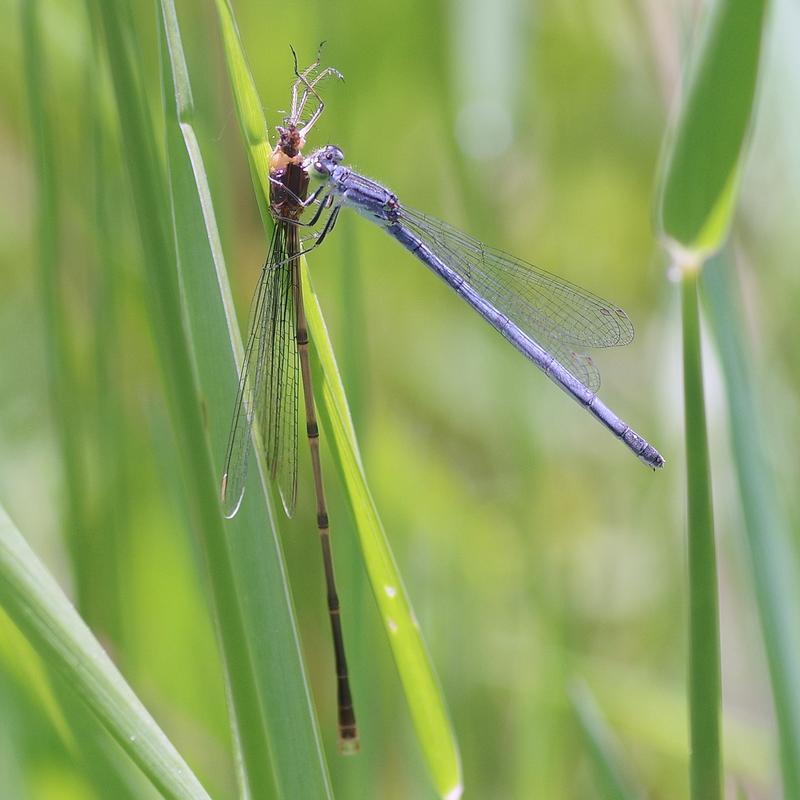 Photo of Slender Spreadwing