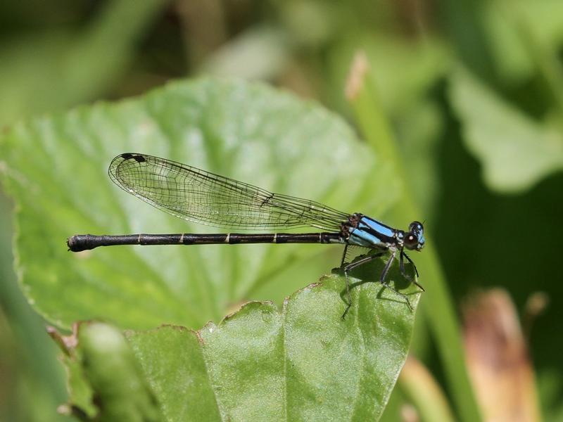 Photo of Blue-tipped Dancer