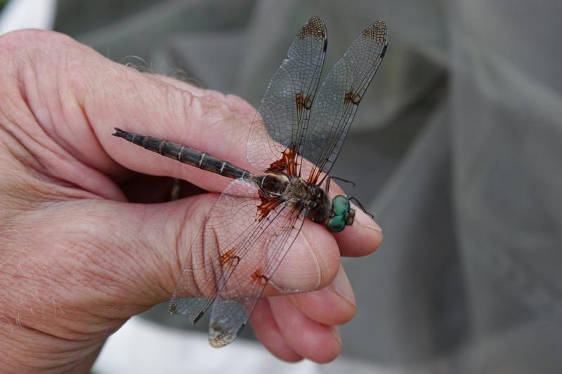 Photo of Prince Baskettail