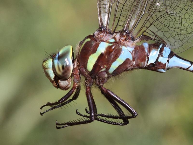 Photo of Lance-tipped Darner