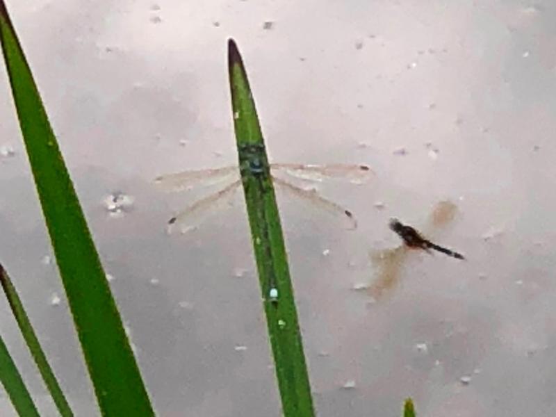 Photo of Elegant Spreadwing