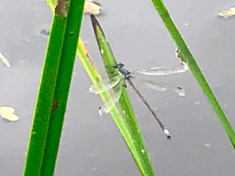 Photo of Elegant Spreadwing