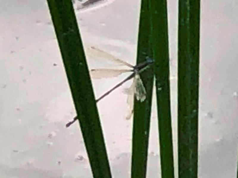 Photo of Elegant Spreadwing