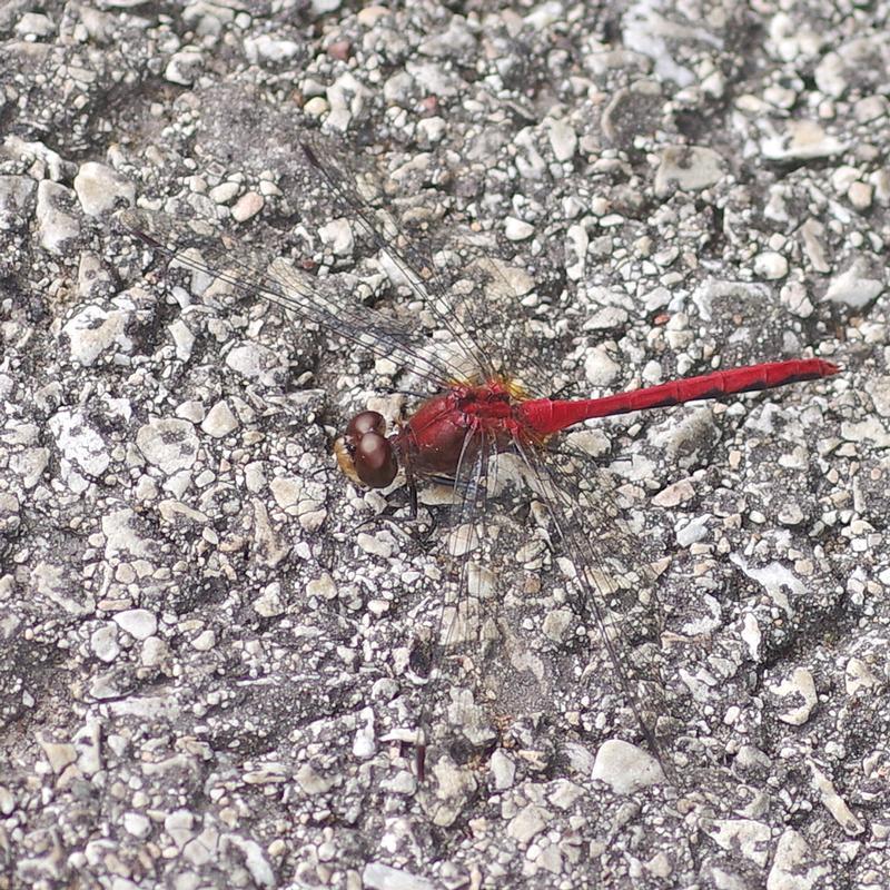 Photo of Ruby Meadowhawk