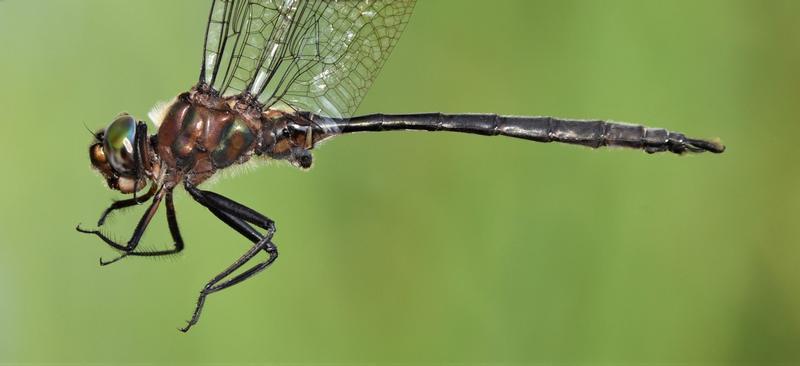 Photo of Williamson's Emerald