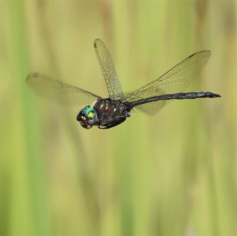 Photo of Williamson's Emerald