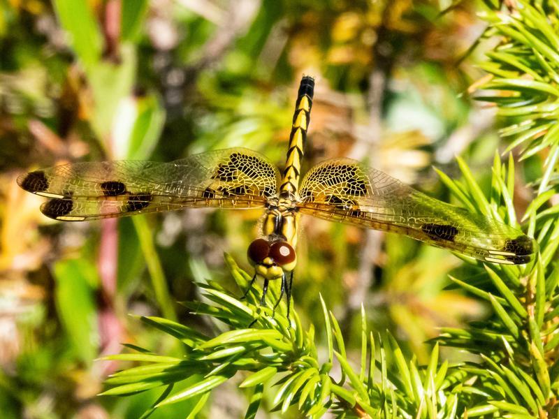 Photo of Calico Pennant
