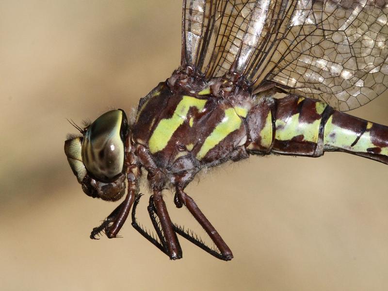 Photo of Green-striped Darner