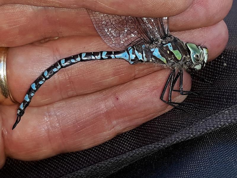 Photo of Canada Darner