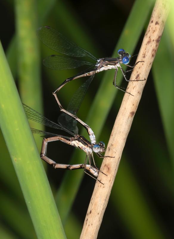 Photo of Spotted Spreadwing