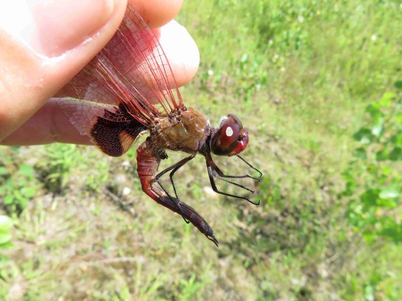Photo of Red Saddlebags