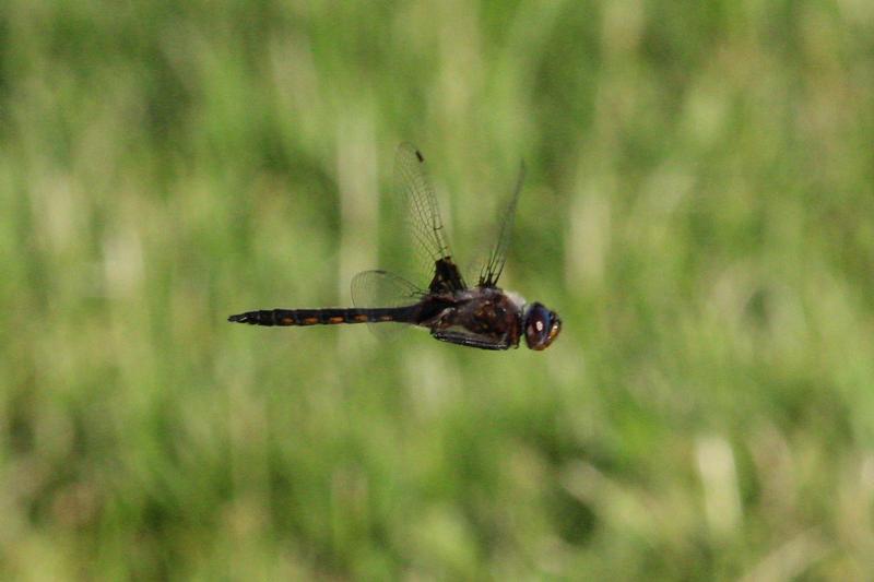 Photo of Common Baskettail