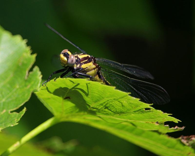 Photo of Skillet Clubtail