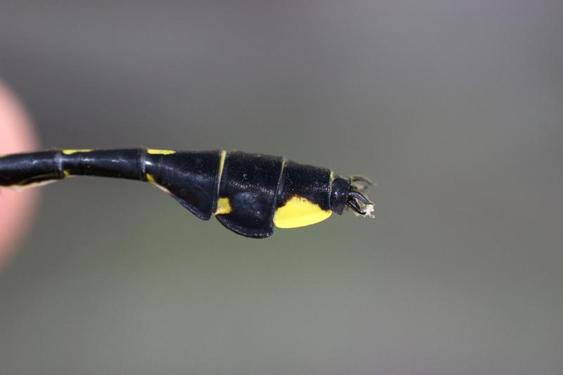Photo of Cobra Clubtail