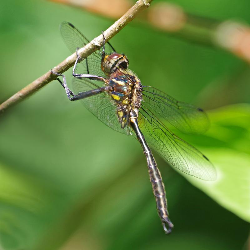 Photo of Hine's Emerald