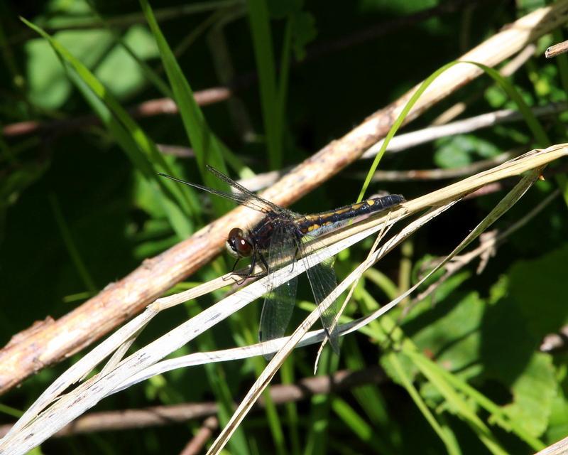 Photo of Dot-tailed Whiteface