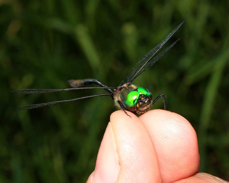 Photo of Delicate Emerald